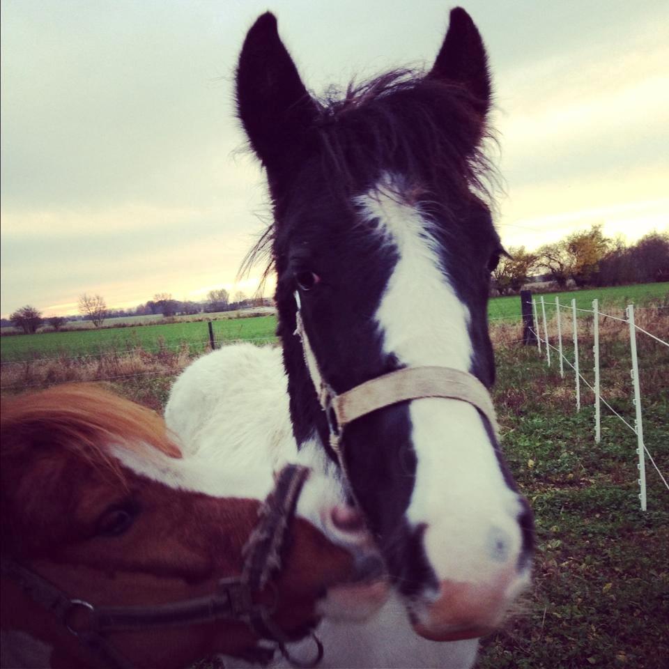 Anden særlig race penny <3 - penny & baloo <3 billede 12