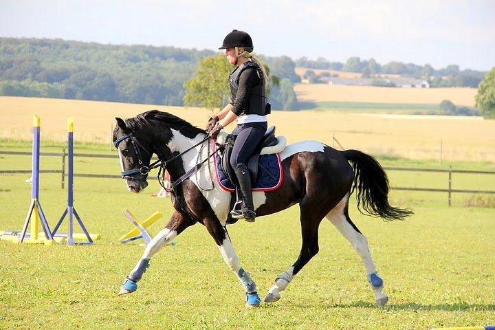 Barockpinto Jake - Velkommen til Jakes profil. Træning sommeren 2011. billede 1