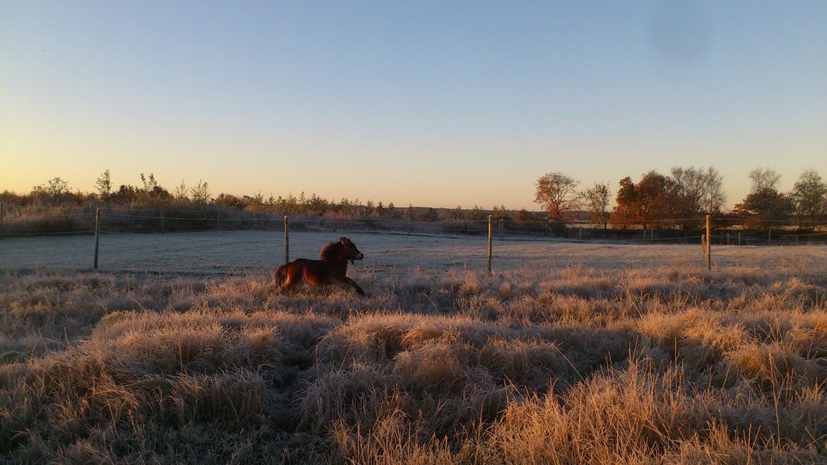 Belgisk Miniature Høgilds Kalua - Man er blevet en lille plys bjørn ;) nov 2012 billede 3
