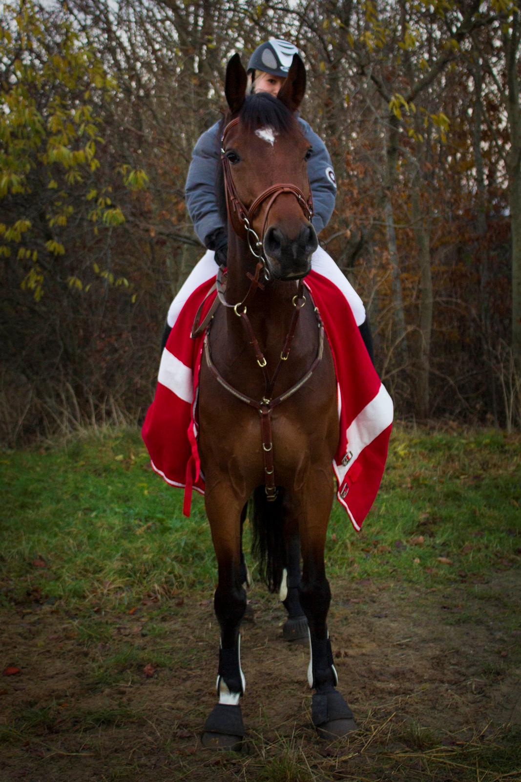 Holstener CONTENDER  *Baby* - 11/11-12
Min skønne dreng og jeg <3
Fotograf: Tit Aamann billede 16