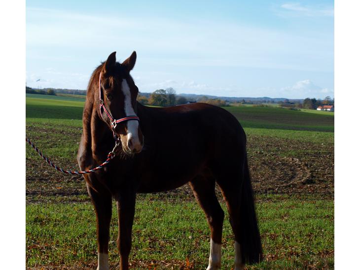 {{currentPhoto.altText}} billede {{currentPhoto.number}}