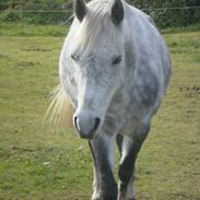 Anden særlig race Jacqline <3