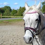 Anden særlig race Jacqline <3