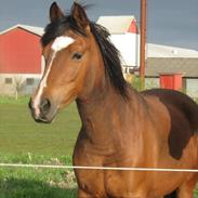 New Forest Miss Melbourne