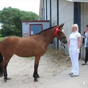 New Forest Miss Melbourne