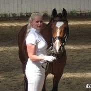 New Forest Miss Melbourne