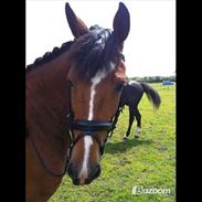 New Forest Miss Melbourne