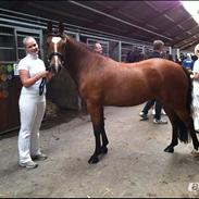 New Forest Miss Melbourne