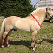 Fjordhest Trollfin (Trolle)