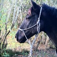 Anden særlig race Black Shadow