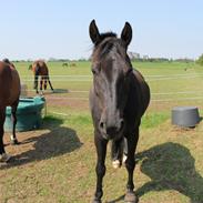 Anden særlig race Black Shadow