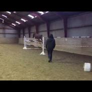 Anden særlig race Sir Outlaw