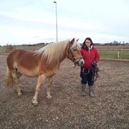 Haflinger Sabrina