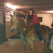 Haflinger Sabrina