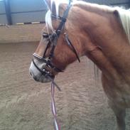 Haflinger Sabrina