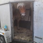 Haflinger Sabrina