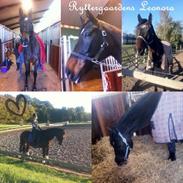 Dansk Varmblod Ryttergaardens Leonora