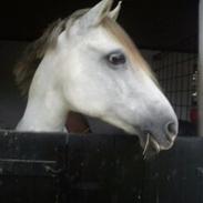 Anden særlig race Venetta