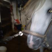 Anden særlig race Venetta