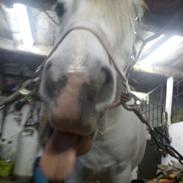 Anden særlig race Venetta