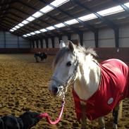 Anden særlig race Venetta