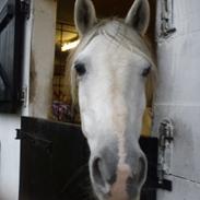 Anden særlig race Venetta