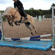 Anden særlig race Tinkerbell