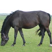 Dansk Varmblod Fürstin Macohl