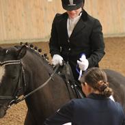 New Forest Kjølens Fandango