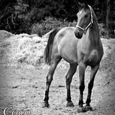 Anden særlig race Shake That Coconut