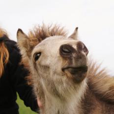 Islænder Gimli fra Lysenge