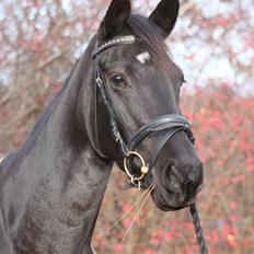 DSP Lille Asserholt Infinity