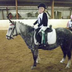 Welsh Mountain (sec A) Sisse. Himmelhest. 