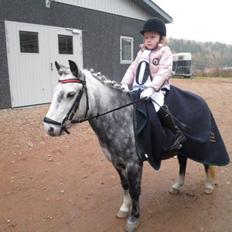 Welsh Mountain (sec A) Sisse. Himmelhest. 