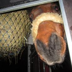 Anden særlig race Jumpy