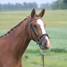 Dansk Varmblod Bucklands Kenai
