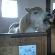 Anden særlig race Hvide