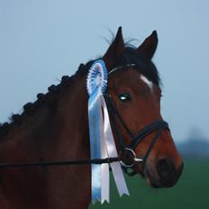 DSP Shamrocks Massa E Cozzile