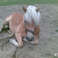 Tyroler Haflinger Suesette  SOLGT ! pr 14-8-2014