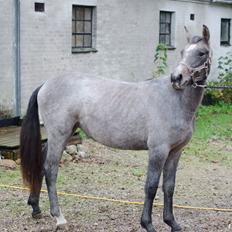Anden særlig race Surprise (solgt og savnet)