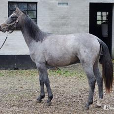 Anden særlig race Surprise (solgt og savnet)