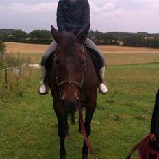 Anden særlig race Sarabi