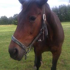 Anden særlig race Sarabi