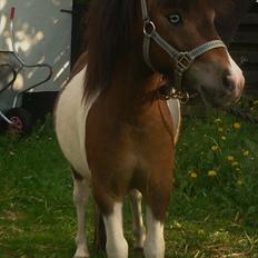 Anden særlig race Ministar`s Iceblue Sigurd