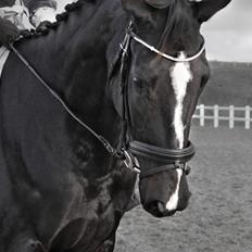 Dansk Varmblod Fly De La Vega | R.I.P. Baby :'(<3