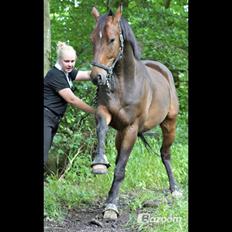 Anden særlig race Merlot R.I.P <3