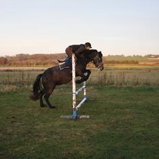 Connemara Broholm's Unique