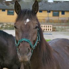 Quarter Lucky Blues's Mitena *SAVNET!!!! :''(*