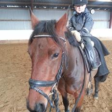 Anden særlig race Musse