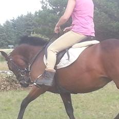 Anden særlig race Musse